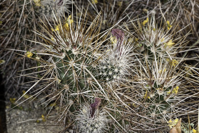Hedgehog Cactus (Echinocereus englemannii)