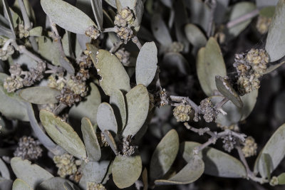 Goatnut or Jojoba (Simmondsia chinensis)