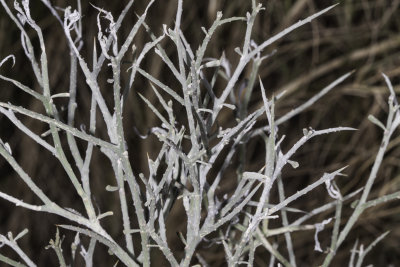Turpentine Broom (Thamnosma montana)