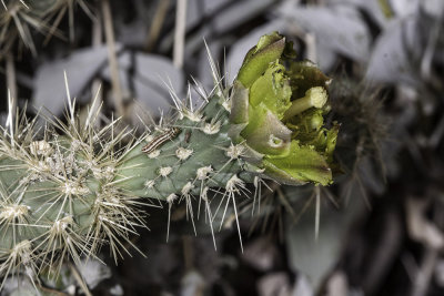 Silver Cholla (Cylindropuntia echinocarpa)