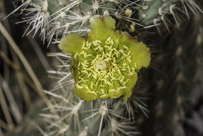 Silver Cholla (Cylindropuntia echinocarpa)