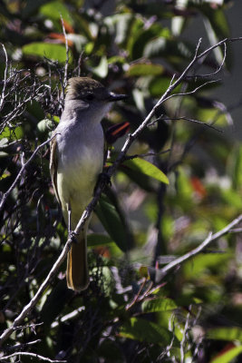 Ash-throated Flycatcher