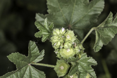 Cheeseweed (Malva pariflora)