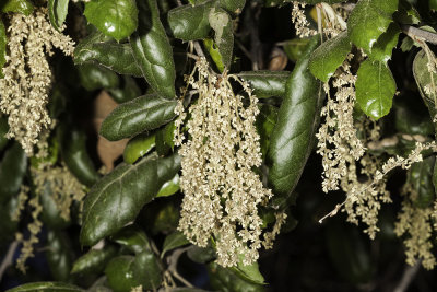 Coast Live Oak (Quercus agrifolia)