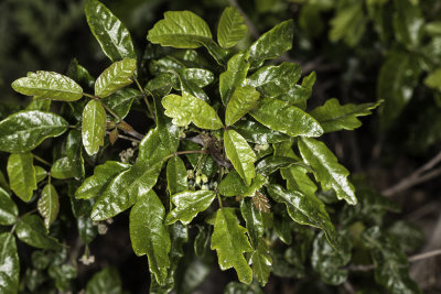 Poison-Oak (Toxicodendron diversilobum)