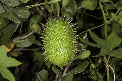 Wild Cucumber (Marah macrocarpus)