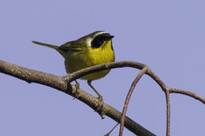 Common Yellowthroat