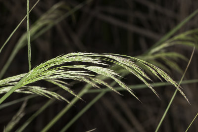 Giant Stipa Grass (Stipa coronata)