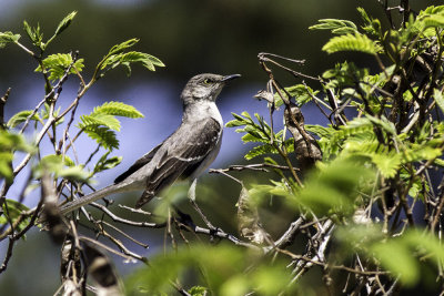 Northern Mockingbird