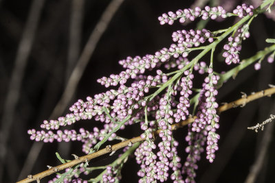 Tamarisk  (Tamarix ramosissima)