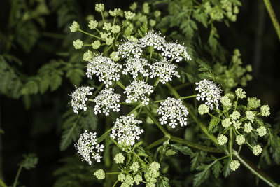 Water Parsley (Oenanthe sarmentosa)