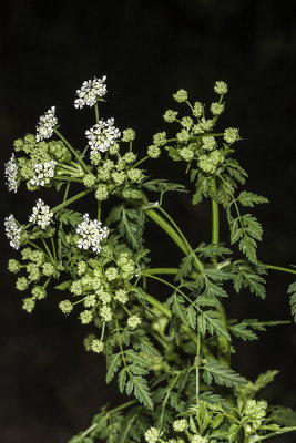 Water Parsley (Oenanthe sarmentosa)