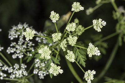 Water Parsley (Oenanthe sarmentosa)