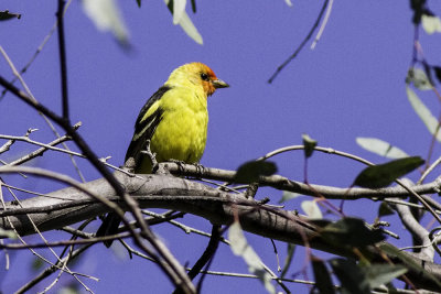Western Tanager