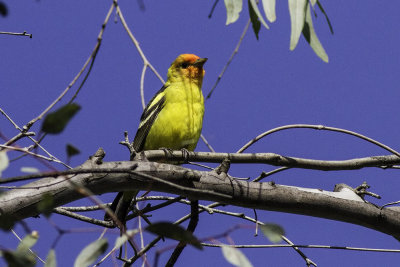 Western Tanager