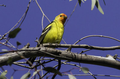 Western Tanager