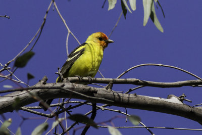 Western Tanager