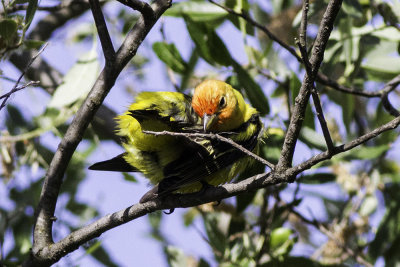 Western Tanager