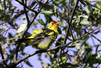 Western Tanager