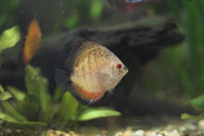 One of the Fancy Discus