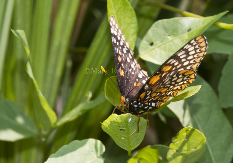 Baltimore Checkerspot _MG_3066.jpg