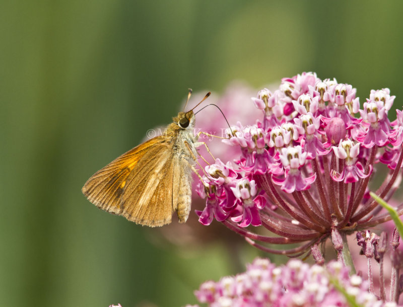 Broad-winged Skipper _MG_3494.jpg