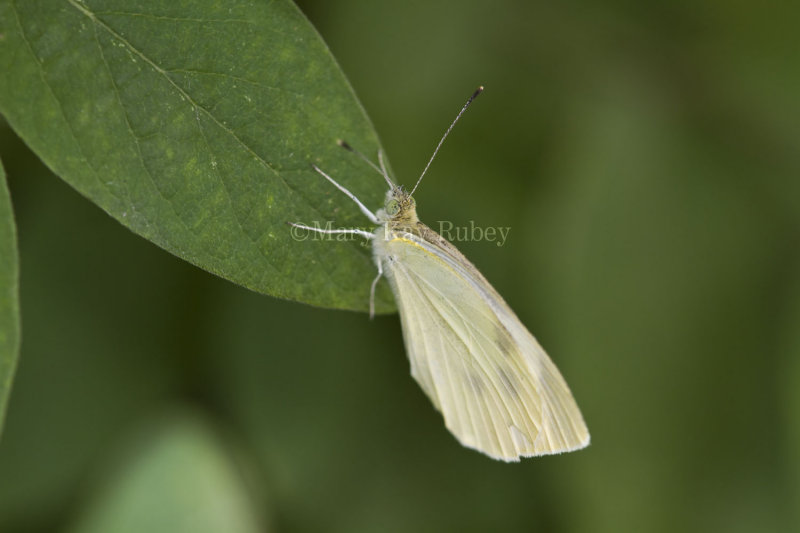 Cabbage White _MG_8158.jpg