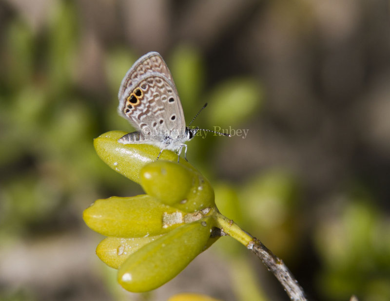 Ceraunus Blue female _MG_9767.jpg