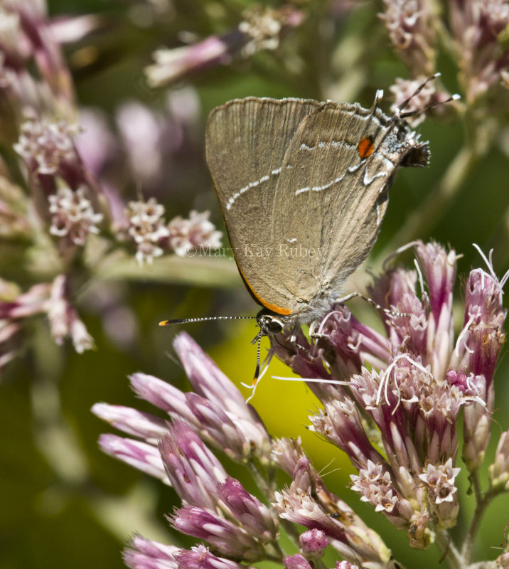 White M  Hairstreak _MG_3934.jpg