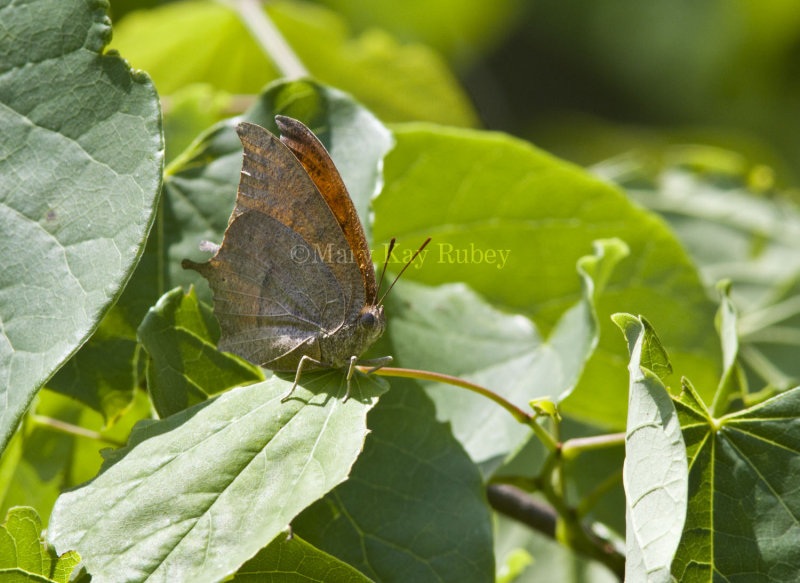 Goatweed Leafwing _MG_0732.jpg