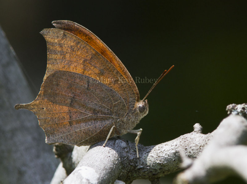 Goatweed Leafwing _MG_0826.jpg