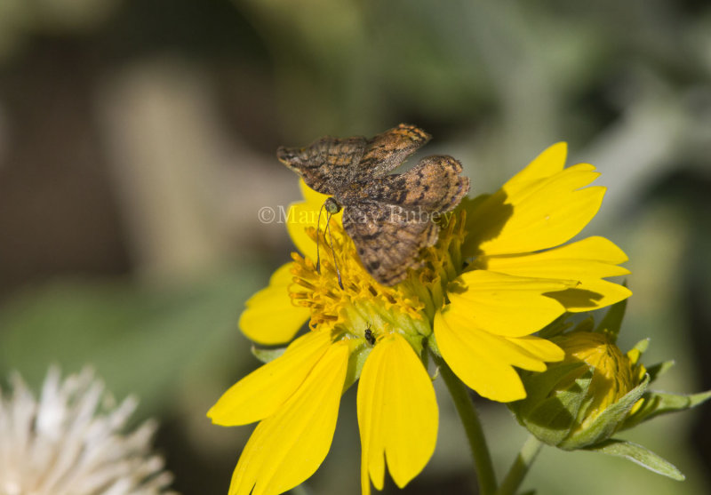 _ Red-bordered Metalmark _MG_2734.jpg