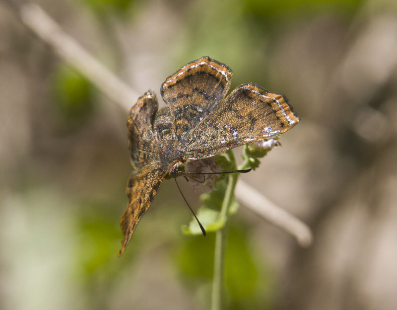 __  Red-bordered Metalmark _MG_2133.jpg