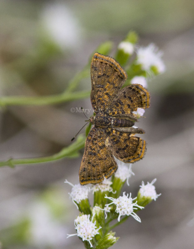 Red-bordered Metalmark _MG_0379.jpg