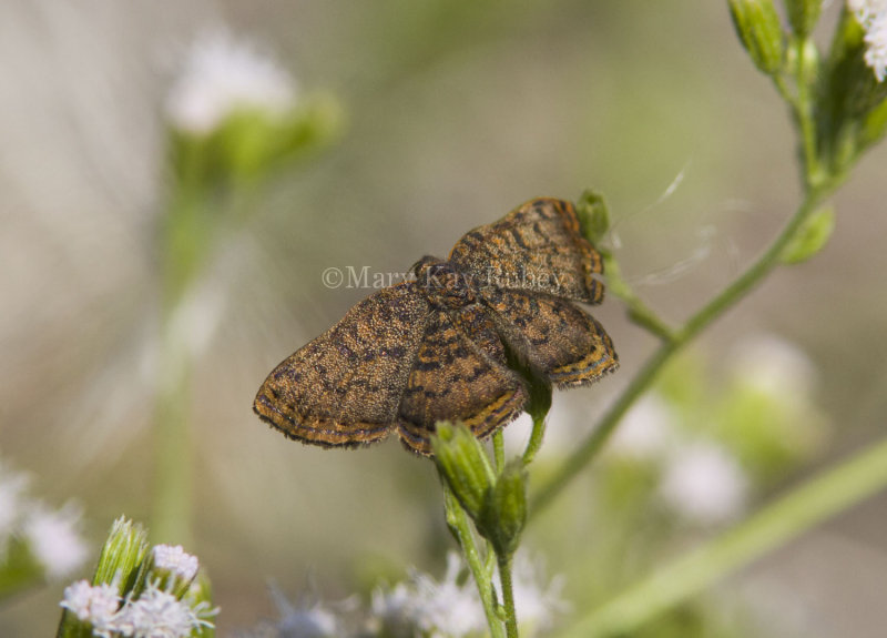 Red-bordered Metalmark _MG_0679.jpg