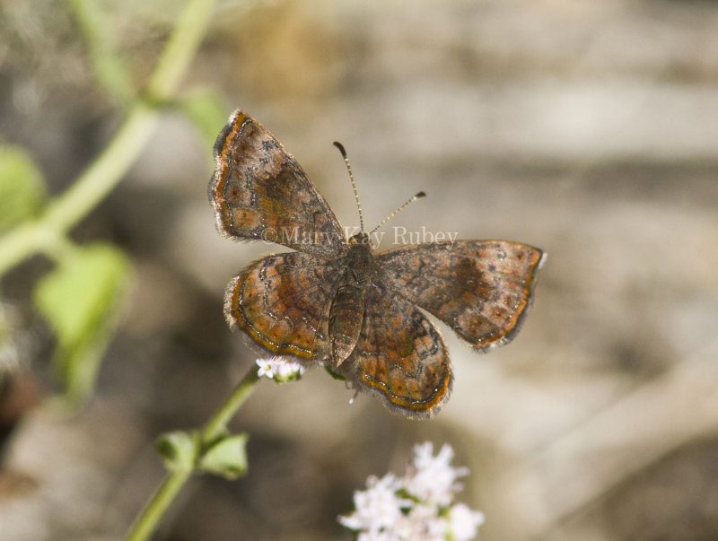 Rounded Metalmark _MG_1656.jpg