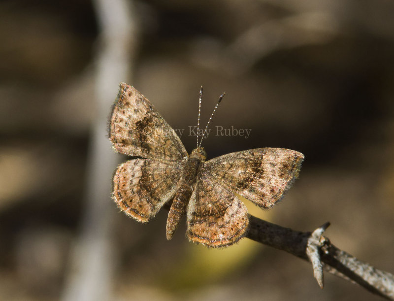 Rounded Metalmark _MG_1948.jpg