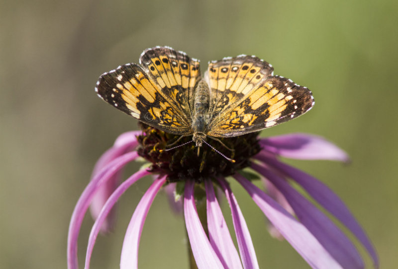 Silvery Checkerspot _MG_1606.jpg