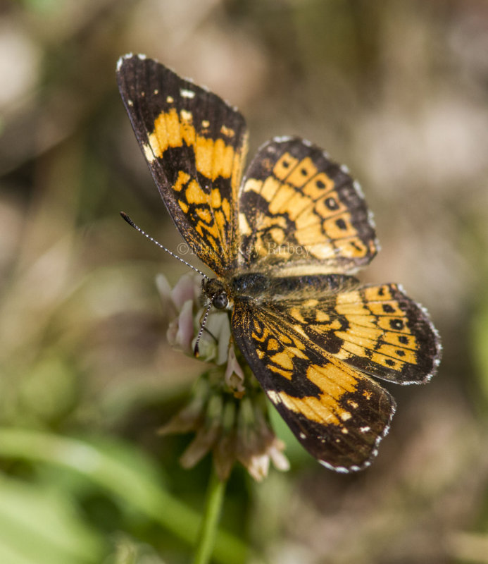 Silvery Checkerspot _MG_1261.jpg