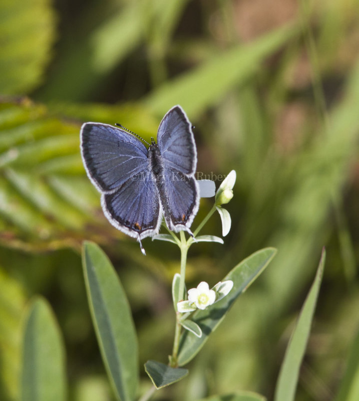 Eastern Tailed-blue _MG_2320.jpg