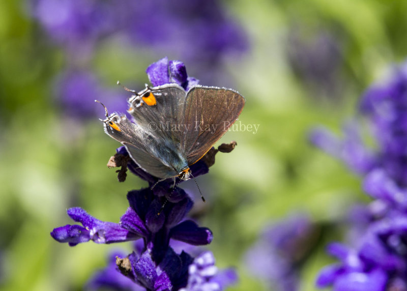 Gray Hairstreak female dorsal _MKR0920.jpg