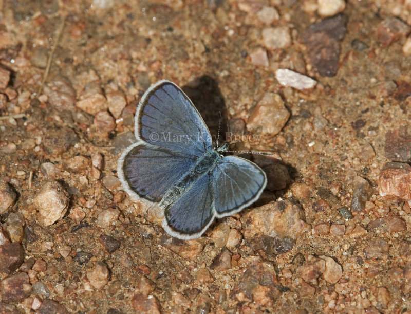 Karner Blue male  I9I9815.jpg