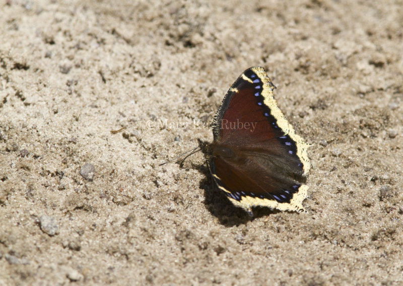 Mourning Cloak _MG_6545.jpg