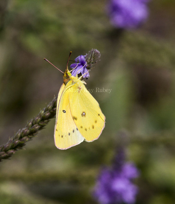 Orange Sulphur _MG_7197.jpg