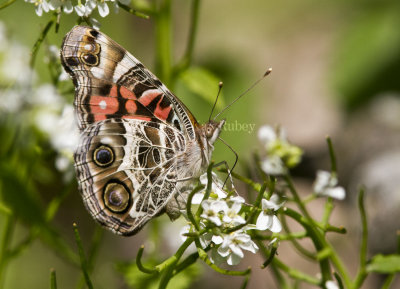 American Lady _MG_8581.jpg