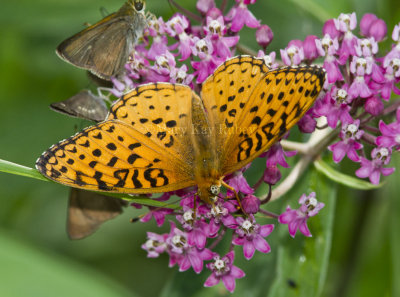 -Aphrodite Fritillary _MG_7689.jpg