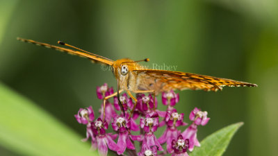 -Aphrodite Fritillary _MG_7710.jpg