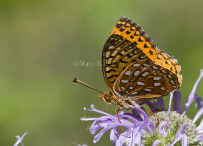 Aphrodite Fritillary _MG_0465.jpg