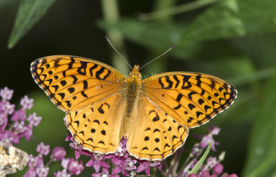 Aphrodite Fritillary _MG_5984.jpg