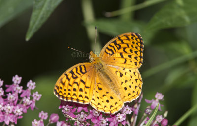 Aphrodite Fritillary _MG_6005.jpg